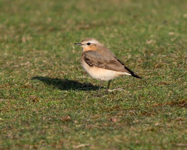 wheatear050426 86. Northern Wheatear Langness, Isle of Man