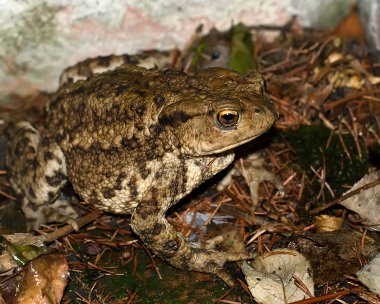 toad040911 Common Toad Stiffkey, Norfolk