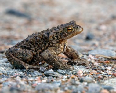 toad180322b Toad Inshriach, Scotland