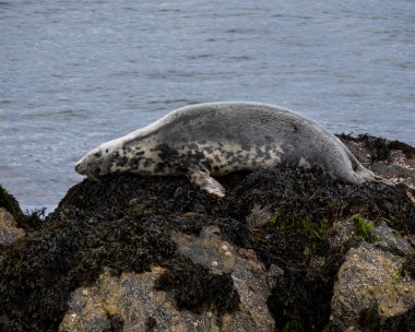 greyseal110622b Grey Seal Derbyhaven, Isle of Man