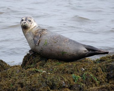 seal3 Grey Seal Derbyhaven, Isle of Man