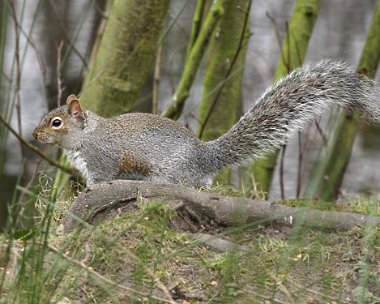 greysquirrel Grey Squirrel Moore Nr, Cheshire