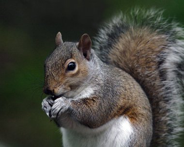 greysquirrel1 Grey Squirrel Delamere forest, Cheshire
