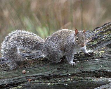 greysquirrel3 Grey Squirrel Moore Nr, Cheshire