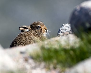 mountainhare230616b Mountain Hare Ben Macdui, Scotland