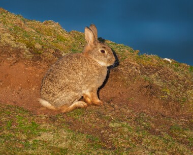 rabbit050426 Rabbit Langness, Isle of Man