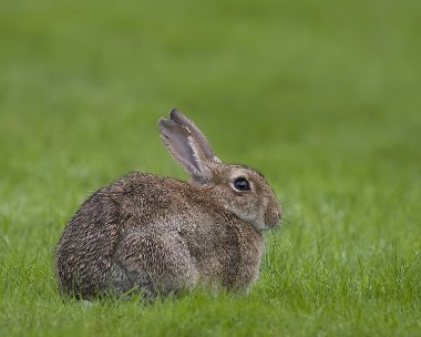 rabbit070908 Rabbit Port Mooar, Isle of Man