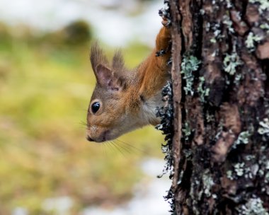 redsquirrel060317c Red Squirrel Nethybridge, Scotland