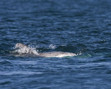rissos220808b Rissos Dolphin Fort Island, Isle of Man