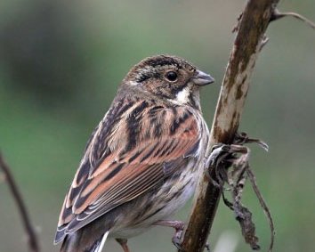 reedbunting18 Reed Bunting Moore Nr, Cheshire