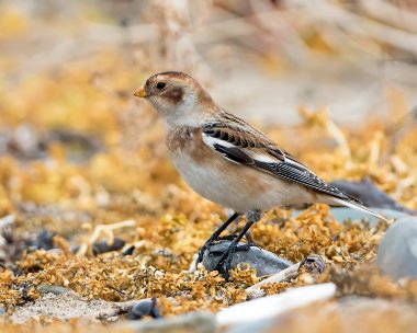 snowbunting191116f Snow Bunting Point of Ayre, Isle of Man