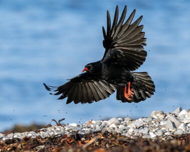 chough221125 Chough Langness, Isle of Man