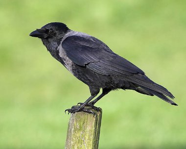 Hooded-Crow10 Hooded Crow Silverburn, Isle of Man