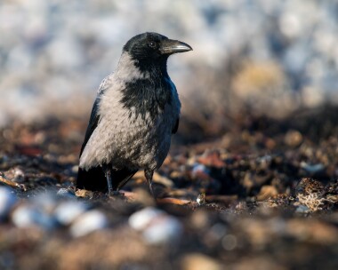hoodedcrow170126 Hooded Crow Langness, Isle of Man