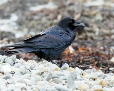 Raven261223 Raven Langness, Isle of Man