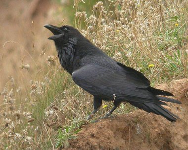 raven Raven The Phurt, Isle of Man
