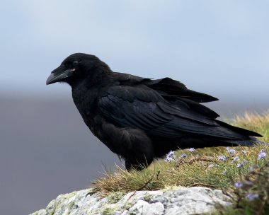 raven070516 Raven Chasms, Isle of Man