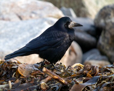 rook100126 Rook Castletown, Isle of Man