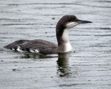 blackthroateddiver210226 Black-throated Diver Peel, Isle of Man