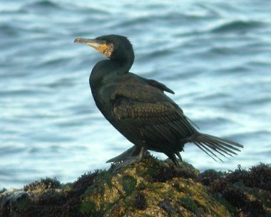 Cormorant Cormorant Langness, Isle of Man