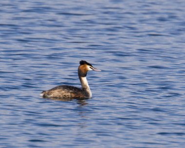 gcg010409 Great-crested Grebe Derbyhaven Bay, Isle of Man (record shot)