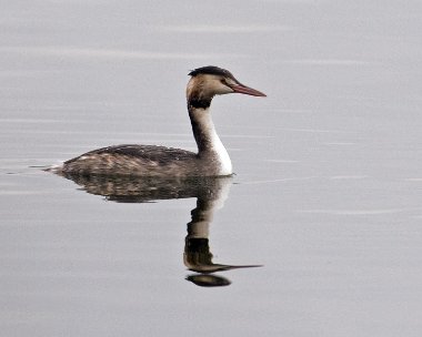 gcg231208 Great-crested Grebe Marbury Cp, Cheshire