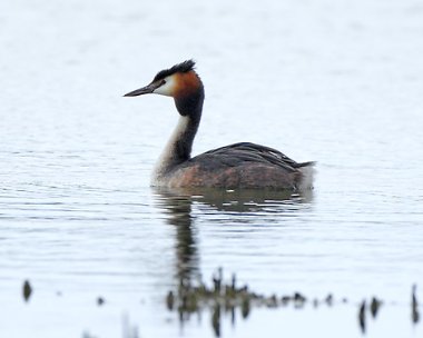 greatcrestedgrebe6 Great-crested Grebe Conwy Rspb, Conwy