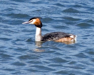 greatcrestedgrebe7 Great-crested Grebe Derbyhaven Bay, Isle of Man