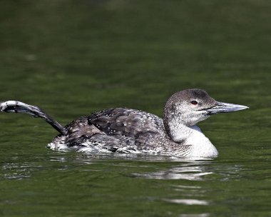 gnd030507b Great Northern Diver Peel, Isle of Man