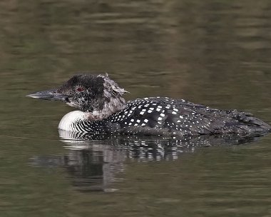 gnd20070414c Great Northern Diver Peel, Isle of Man