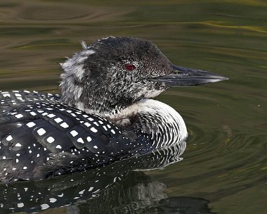 gnd20070414d Great Northern Diver Peel, Isle of Man