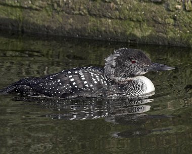 gnd20070414e Great Northern Diver Peel, Isle of Man