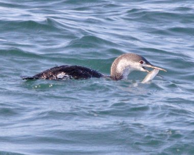 rtd11 Red-throated Diver Point of Ayre, Isle of Man