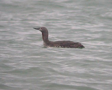 rtd6 Red-throated Diver The Lhen, Isle of Man
