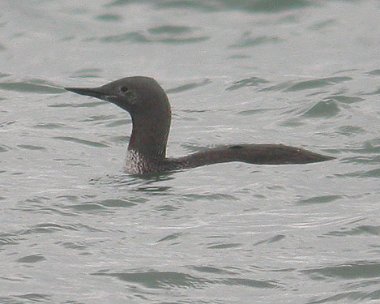 rtd8 Red-throated Diver The Lhen, Isle of Man