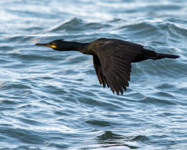 shag121225 Shag Peel, Isle of Man