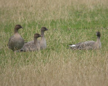 pinkfootedgoose1 Pink-footed Goose Glascoe Dubh, Isle of Man