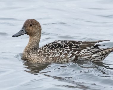 pintail181015 Pintail Titchwell, Norfolk