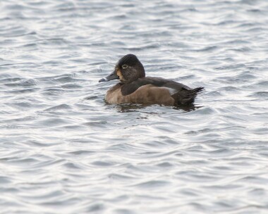 ringneckedduck240126 Ring-necked Duck Ballanette, Isle of Man