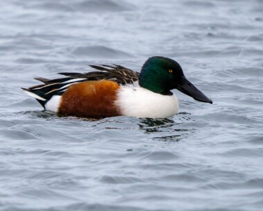 shoveler060226 Shoveler POA NR, Isle of Man