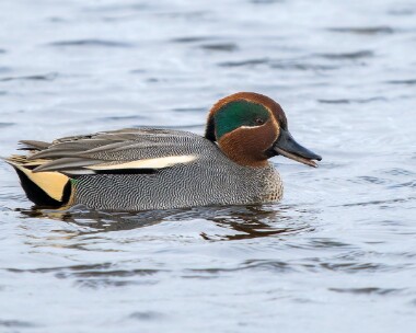 teal061225 Teal Langness, Isle of Man