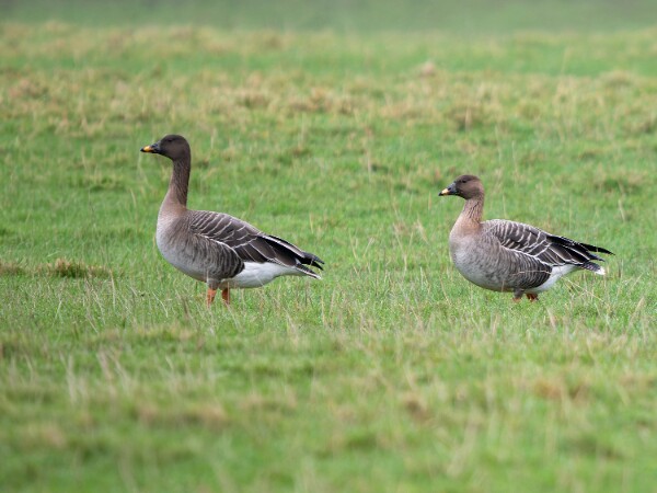 Tundra Bean Goose