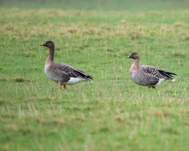 beangoose080226 Tundra Bean Goose Ballanette, Isle of Man