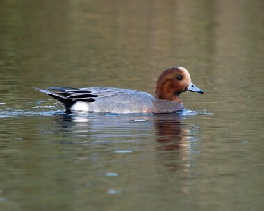 wigeon081125 Wigeon Ballanette, Isle of Man