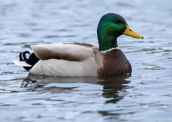 Mallard