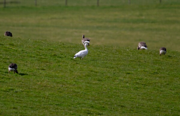Snow Goose