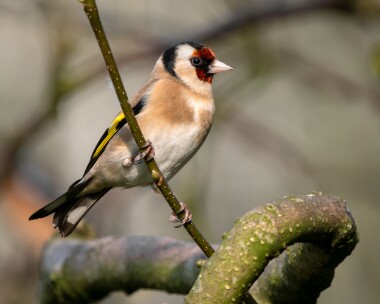 goldfinch200326 Goldfinch Douglas, Isle of Man