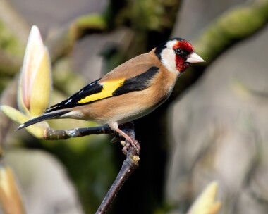 goldfinch200326b Goldfinch Douglas, Isle of Man