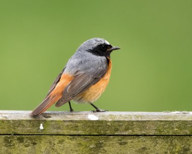 Commonredstart030717 Common Redstart, Forest Coal Pit, South Wales