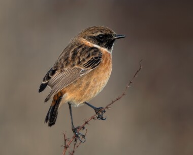 stonechat221125 Stonechat Langness, Isle of Man